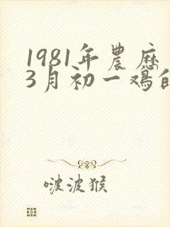 1981年农历3月初一鸡的命运