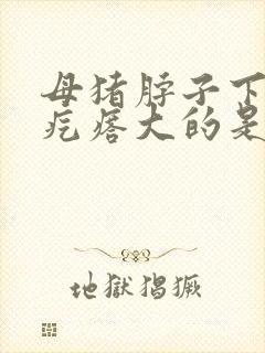 母猪脖子下面有疙瘩大的是怎么回事