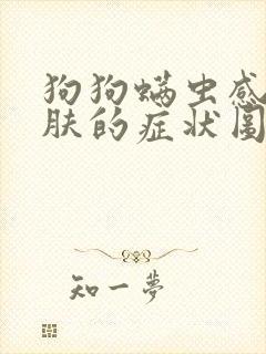 狗狗螨虫感染皮肤的症状图片