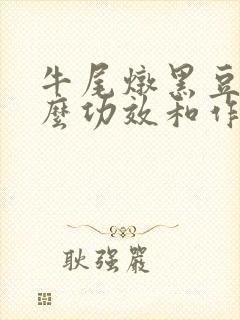 牛尾炖黑豆有什么功效和作用