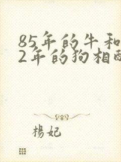 85年的牛和82年的狗相配吗