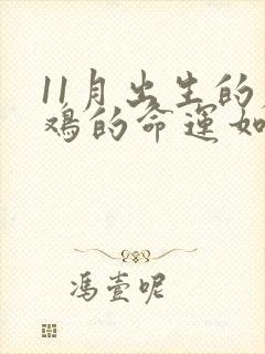 11月出生的属鸡的命运如何封面