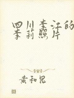 四川李江的老婆李莉照片