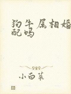 狗牛属相婚姻相配吗封面