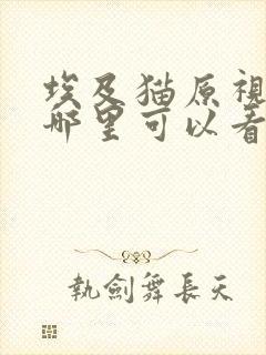 埃及猫原视频在哪里可以看