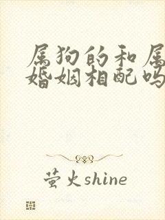 属狗的和属兔的婚姻相配吗