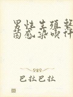 男性生殖系统细菌感染吃什么药