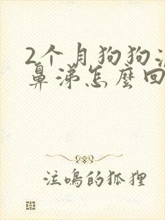 2个月狗狗流黄鼻涕怎么回事