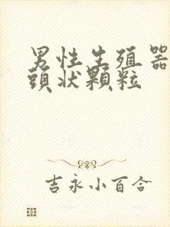 男性生殖器长乳头状颗粒