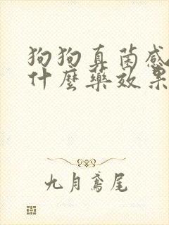 狗狗真菌感染用什么药效果好