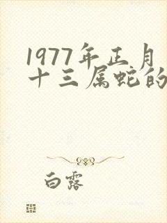1977年正月十三属蛇的命运