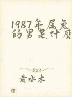 1987年属兔的男是什么命