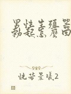 男性生殖器总是勃起怎么回事