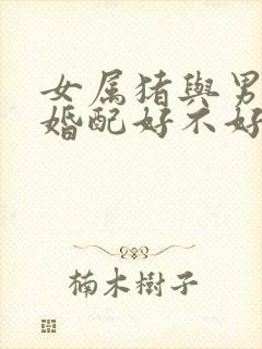 女属猪与男属猴婚配好不好封面