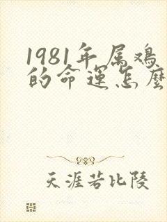 1981年属鸡的命运怎么样