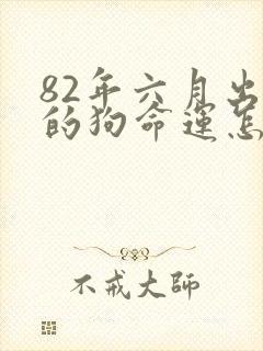 82年六月出生的狗命运怎样封面