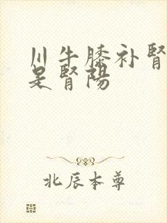 川牛膝补肾阴还是肾阳