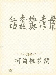 红参炖老母鸡的功效与作用