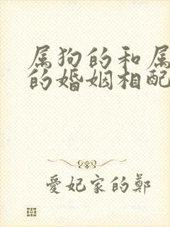 属狗的和属老鼠的婚姻相配吗