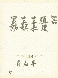 男生生殖器正常勃起长度