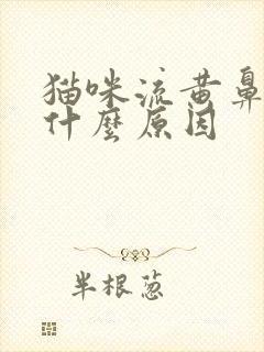 猫咪流黄鼻涕是什么原因