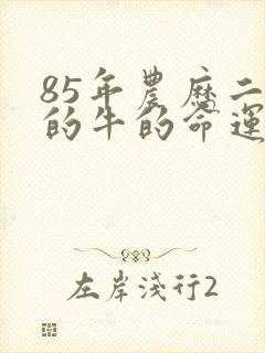 85年农历二月的牛的命运
