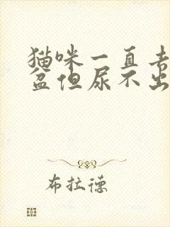 猫咪一直去猫砂盆但尿不出来