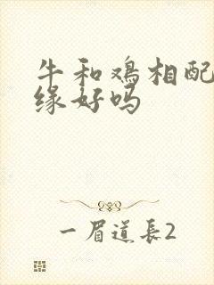 牛和鸡相配的姻缘好吗