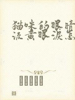 猫咪的眼睛经常流黄眼泪怎么办