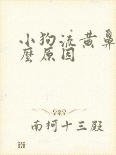 小狗流黄鼻涕什么原因