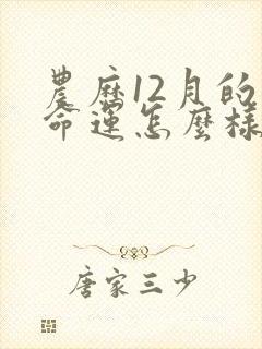 农历12月的狗命运怎么样