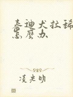 泰迪犬拉稀带血怎么办