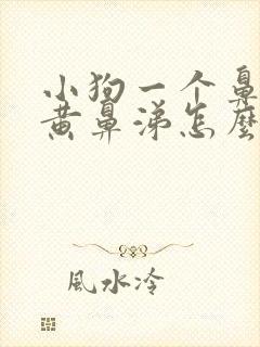 小狗一个鼻子流黄鼻涕怎么办