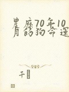 农历70年10月的狗命运如何