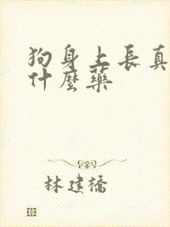 狗身上长真菌用什么药