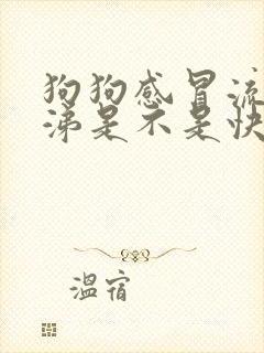 狗狗感冒流黄鼻涕是不是快好了