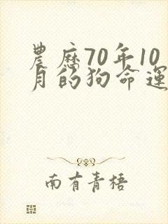 农历70年10月的狗命运如何