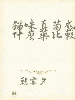 猫咪真菌感染用什么药比较好封面