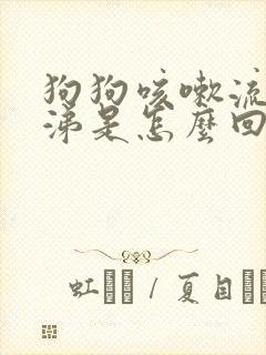 狗狗咳嗽流黄鼻涕是怎么回事封面