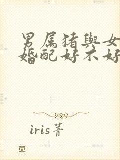 男属猪与女属狗婚配好不好封面