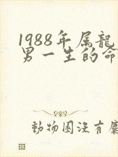 1988年属龙男一生的命运如何
