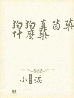 狗狗真菌药浴用什么药