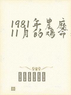 1981年农历11月的鸡命运怎么样