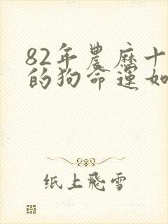 82年农历十月的狗命运如何