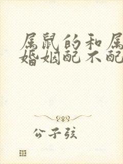 属鼠的和属兔的婚姻配不配