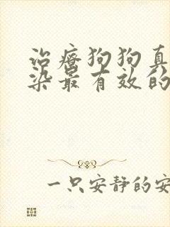 治疗狗狗真菌感染最有效的药