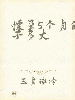 怀孕5个月的肚子多大