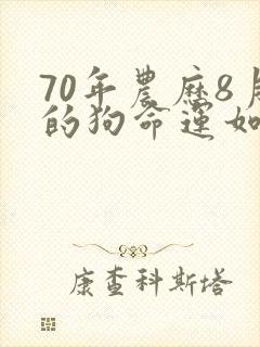70年农历8月的狗命运如何