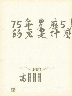 75年农历5月的兔是什么命