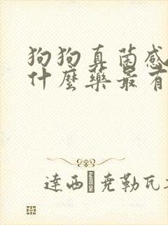 狗狗真菌感染吃什么药最有效